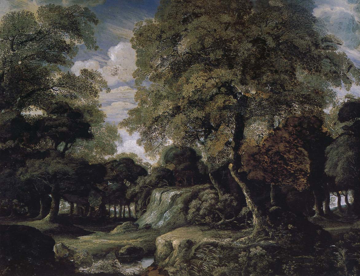 Forest landscape